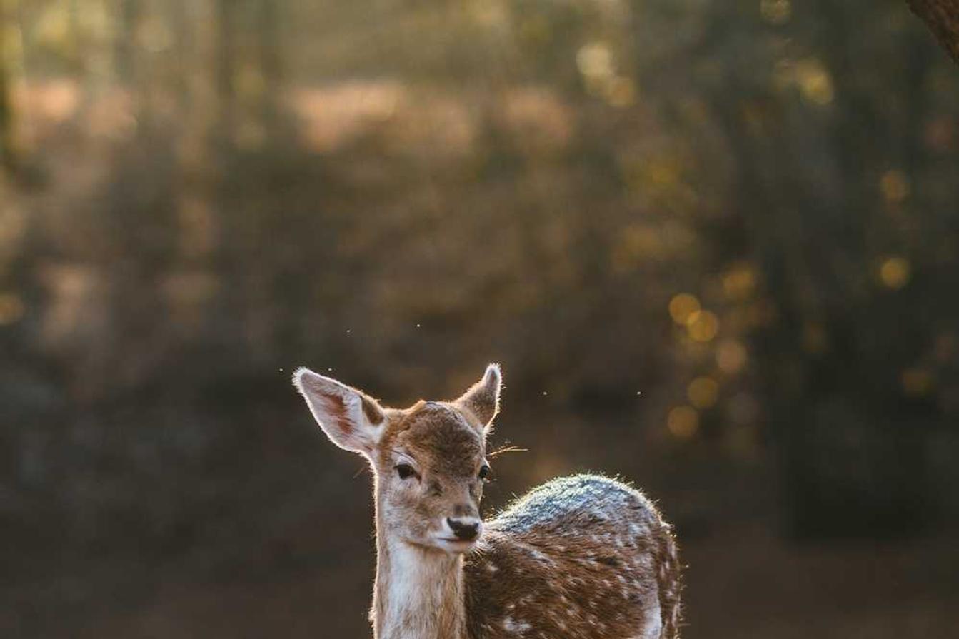 Ea suscipit sint et quibusdam et rerum